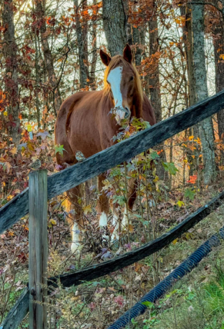 HorseID: 2300786 slow down daddy - PhotoID: 1091669