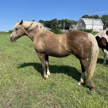 HorseID: 2301045 C-My Yellow Rose - PhotoID: 1090429