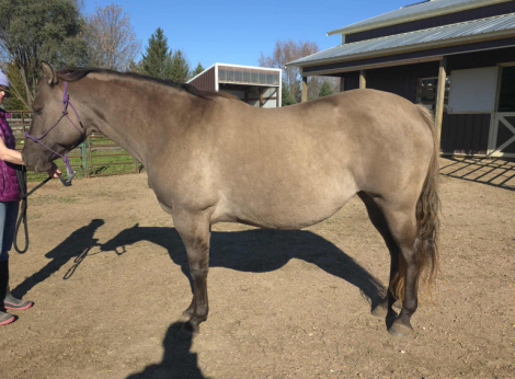 HorseID: 2301093 IM CHAMPAGNE CHARM - PhotoID: 1082819