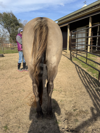 HorseID: 2301093 IM CHAMPAGNE CHARM - PhotoID: 1082820