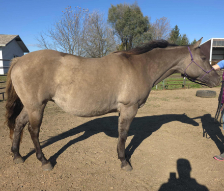 HorseID: 2301093 IM CHAMPAGNE CHARM - PhotoID: 1082821