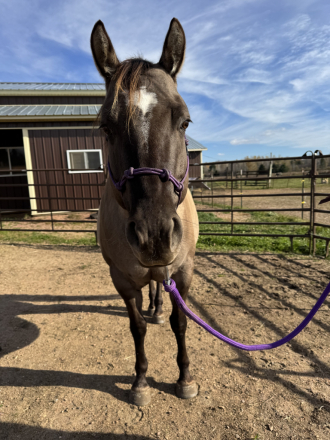 HorseID: 2301093 IM CHAMPAGNE CHARM - PhotoID: 1082822