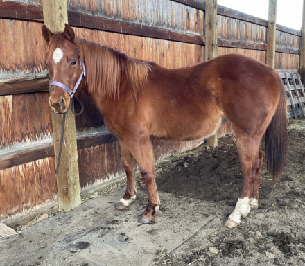 HorseID: 2301368 WTC Hollys Freckle - PhotoID: 1092105