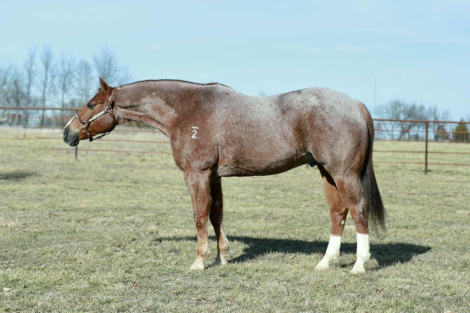 HorseID: 2301482 Dallas - PhotoID: 1083533