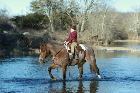 HorseID: 2301482 Dallas - PhotoID: 1083535