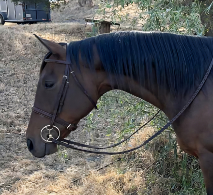 HorseID: 2301504 Roi Oui - PhotoID: 1092102