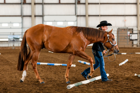 HorseID: 2301900 Jaksonssudenlysure - PhotoID: 1083899