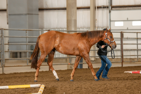 HorseID: 2301900 Jaksonssudenlysure - PhotoID: 1091479