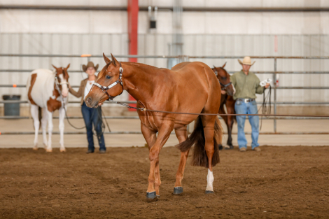 HorseID: 2301900 Jaksonssudenlysure - PhotoID: 1091480