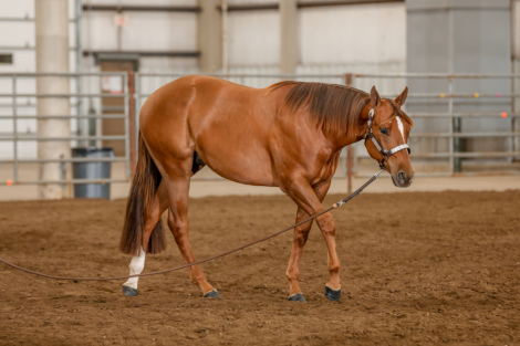 HorseID: 2301900 Jaksonssudenlysure - PhotoID: 1091481