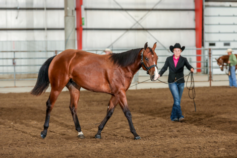 HorseID: 2302036 Joes My Hickory - PhotoID: 1091474