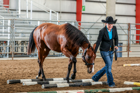 HorseID: 2302036 Joes My Hickory - PhotoID: 1091476