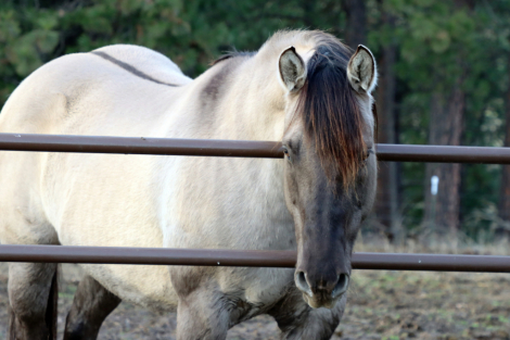 HorseID: 2302169 IJ CONTINETNAL MISS - PhotoID: 1084261