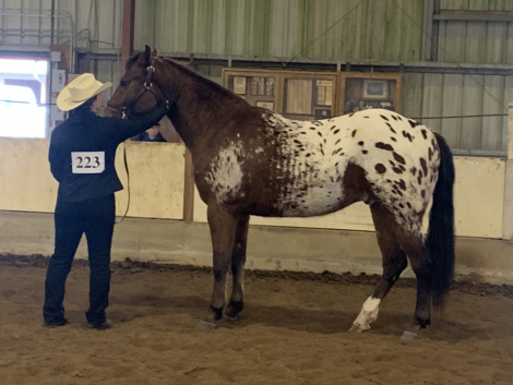 HorseID: 2302465 DMR Jack of Diamonds - PhotoID: 1084702