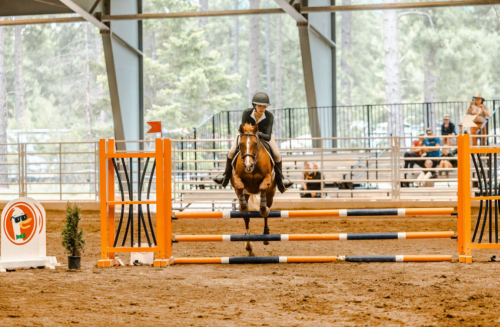 HorseID: 2302512 Dance The Night Away - PhotoID: 1084754