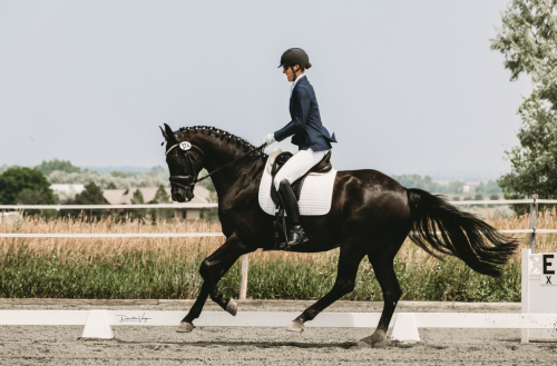 HorseID: 2302531 Spellbound 6 - PhotoID: 1091428