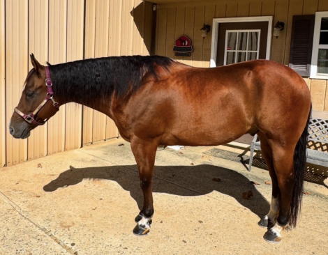 HorseID: 2302634 Certainly Hot N Waco - PhotoID: 1085264