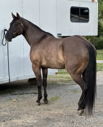 HorseID: 2302641 Hollywood Kid Dunnit - PhotoID: 1091535