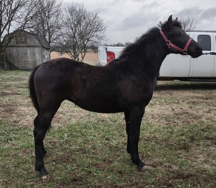 HorseID: 2302651 Amazing Grace - PhotoID: 1085984