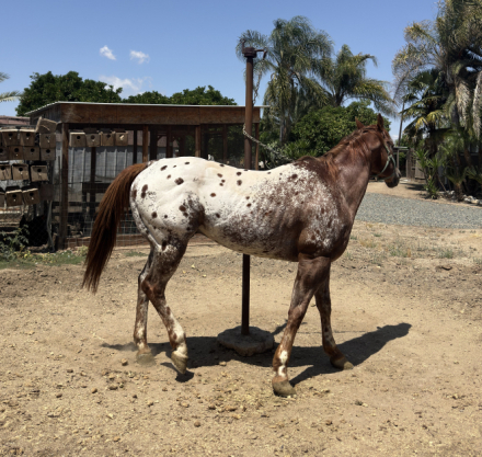 HorseID: 2302708 In the way - PhotoID: 1092422