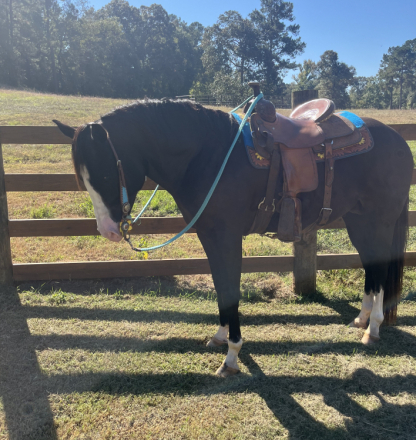 HorseID: 2302857 KRD Whiskey On The Rox - PhotoID: 1085252