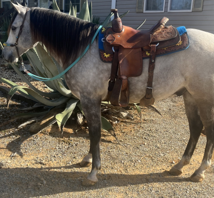 HorseID: 2302862 Smart Poco One Doc - PhotoID: 1085276