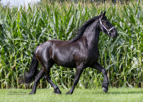 HorseID: 2302895 Xena - PhotoID: 1091827