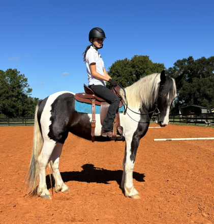 HorseID: 2303113 Mirage - PhotoID: 1085652