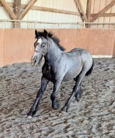 HorseID: 2303675 Felllegend Winston - PhotoID: 1086364