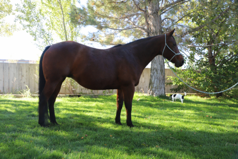 HorseID: 2303924 A Chiquita Lena - PhotoID: 1086723