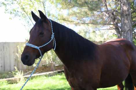 HorseID: 2303924 A Chiquita Lena - PhotoID: 1086726