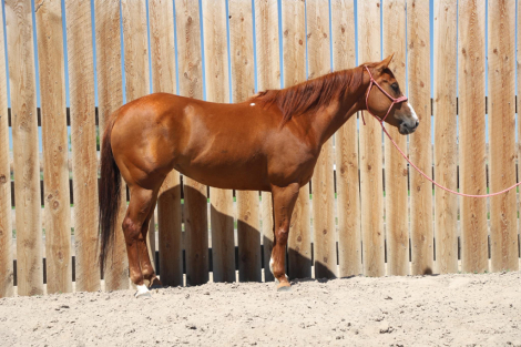 HorseID: 2303926 Dun Bein Banka - PhotoID: 1086729