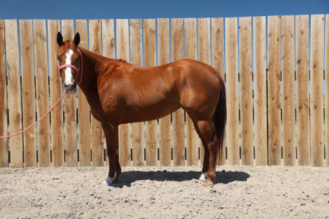 HorseID: 2303926 Dun Bein Banka - PhotoID: 1086730