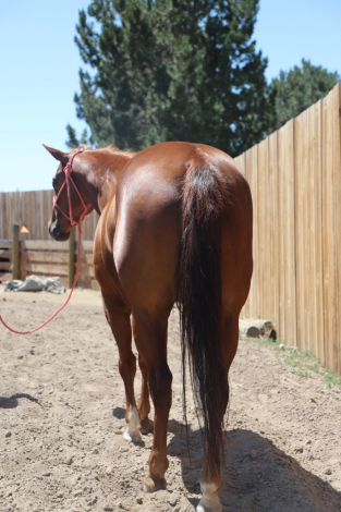 HorseID: 2303926 Dun Bein Banka - PhotoID: 1086731