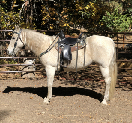 HorseID: 2303936 Sundance - PhotoID: 1087486