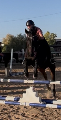 HorseID: 2303946 Oh! Kevin - PhotoID: 1086853