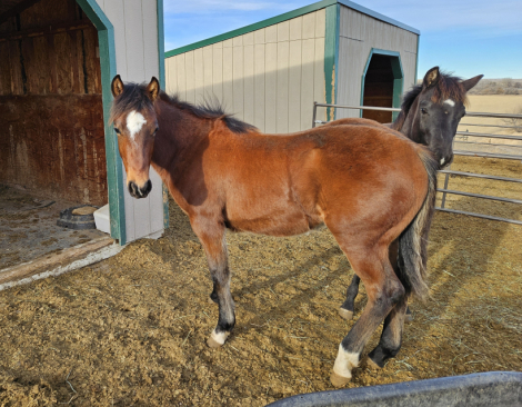 HorseID: 2303979 Spice Cee Cat Dunit - PhotoID: 1086831