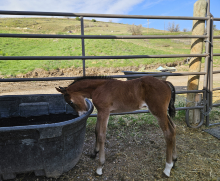 HorseID: 2303979 Spice Cee Cat Dunit - PhotoID: 1091978