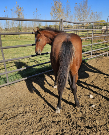 HorseID: 2303979 Spice Cee Cat Dunit - PhotoID: 1091979