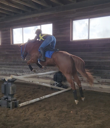 HorseID: 2304062 Hereby - PhotoID: 1086962