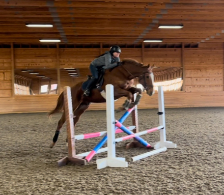 HorseID: 2304062 Hereby - PhotoID: 1092181