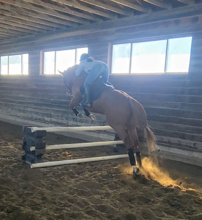 HorseID: 2304062 Hereby - PhotoID: 1092182