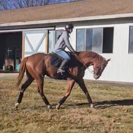 HorseID: 2304062 Hereby - PhotoID: 1092183