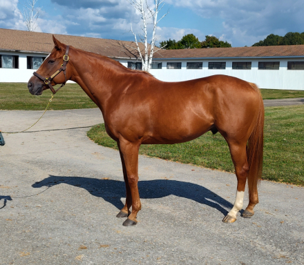 HorseID: 2304062 Hereby - PhotoID: 1092184