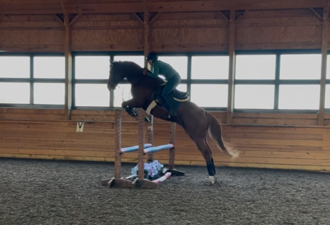 HorseID: 2304062 Hereby - PhotoID: 1092185