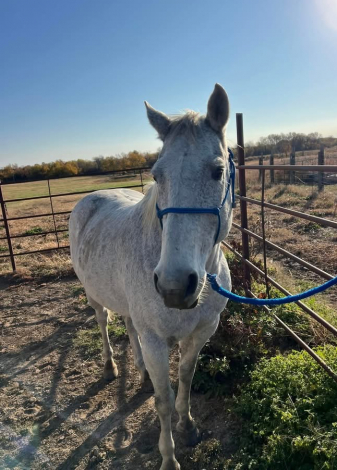 HorseID: 2304093 Gus - PhotoID: 1091829