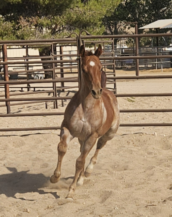 HorseID: 2304120 Bet On It Thomas - PhotoID: 1087021