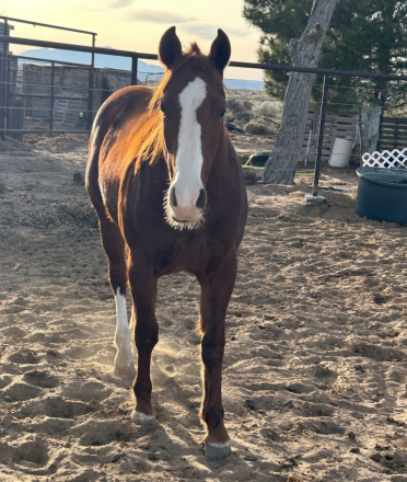 HorseID: 2304136 Twistin Little Kate - PhotoID: 1091905