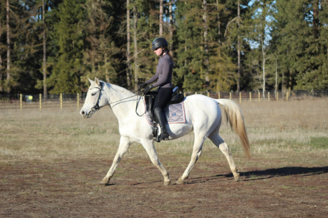 HorseID: 2304165 Reina - PhotoID: 1087087