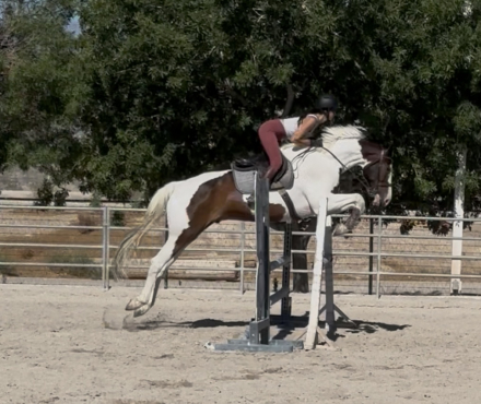 HorseID: 2304200 Penzance CF - PhotoID: 1092472